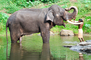 elephant washing (1 of 1)