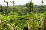 tea plantation 2 (1 of 1)